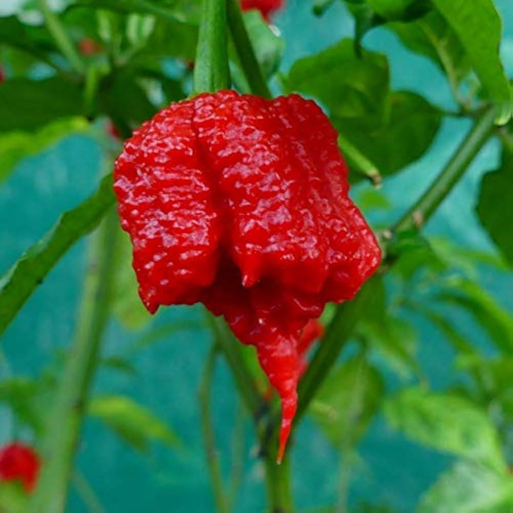 Pepper Capsicum Chinense Carolina Reaper Chili Seeds for Planting – Extremely Hot Variety for Spicy Kitchen Garden