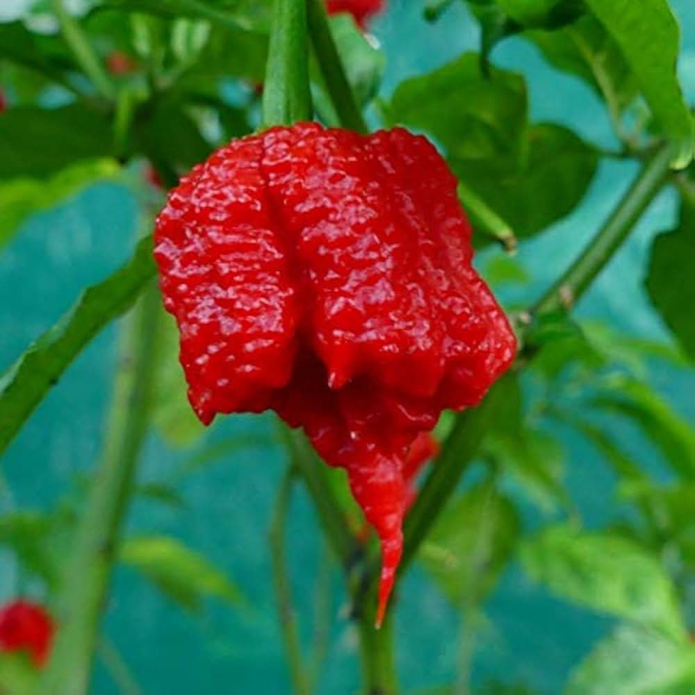 Carolina Reaper Red Pepper Seeds, Organic Hot Pepper Seeds