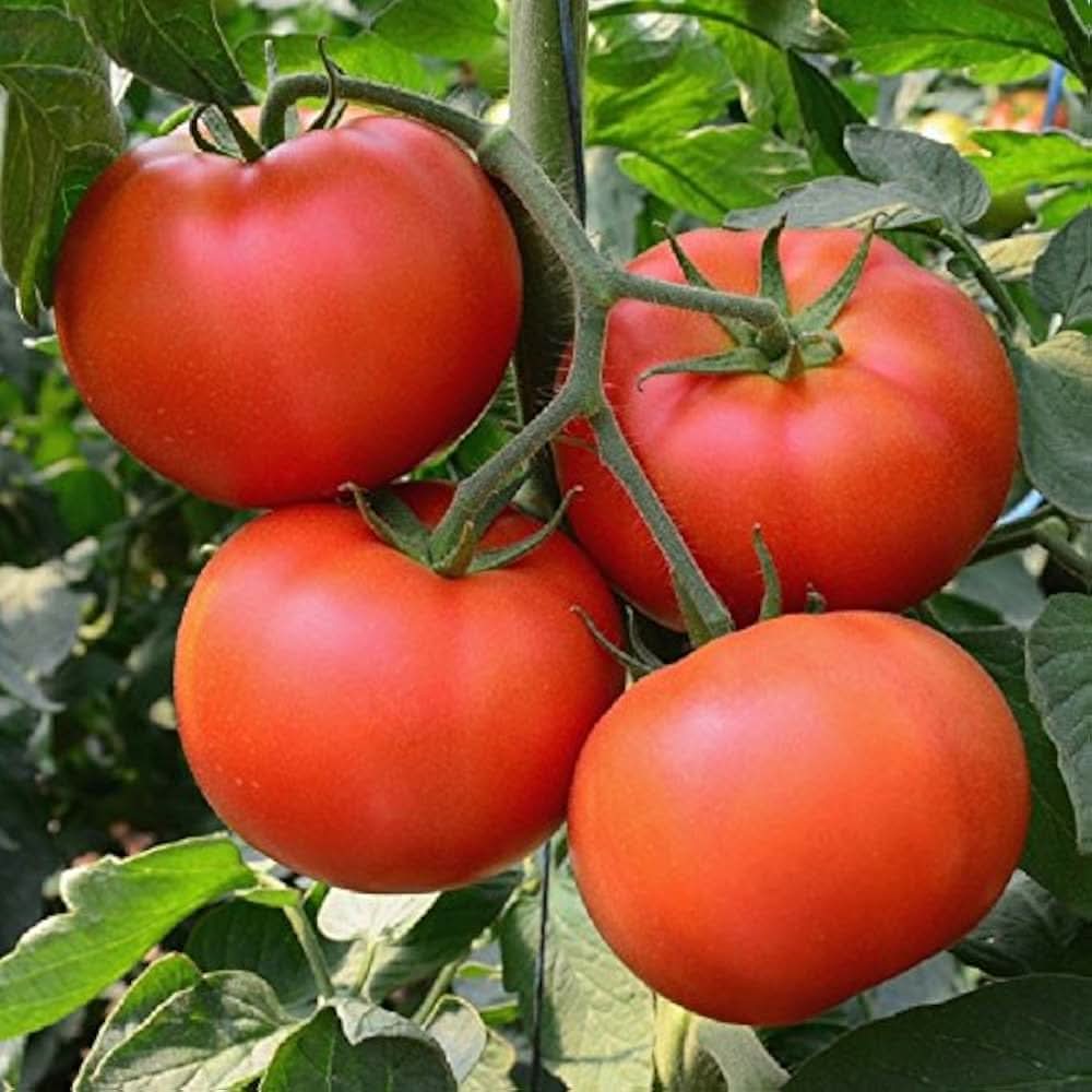 Garden Tomato Fruit Seeds for Balcony and Outdoor Planting