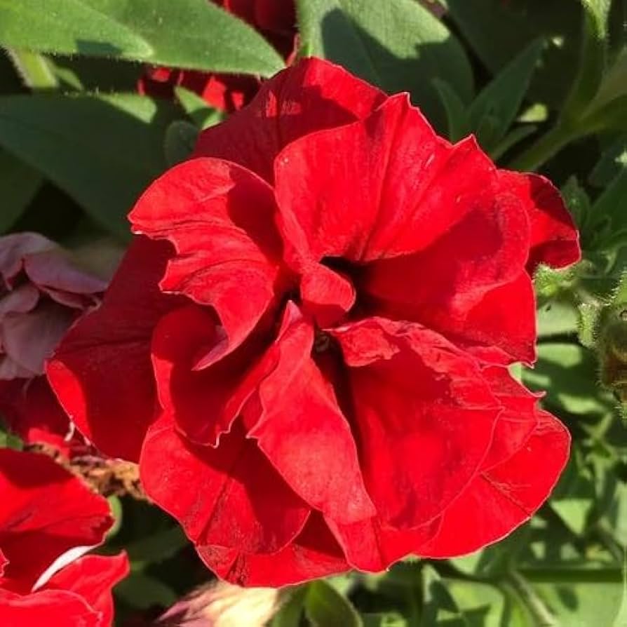 Pelletized Logro Floribunda Carmine Petunia Seeds for Stunning Red Blooms