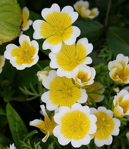 White Yellow Limnanthes Flower - Heirloom, Non - Gmo Seeds