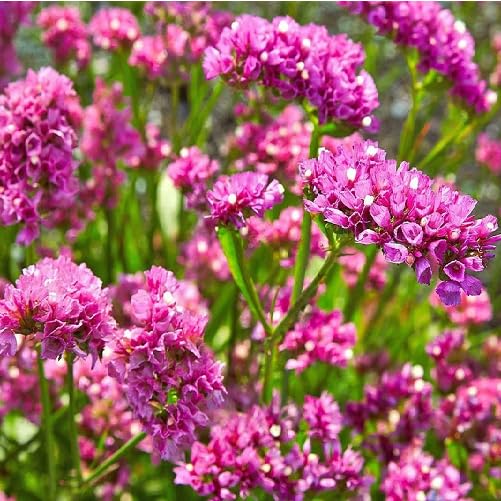 Pink Statice Flower
