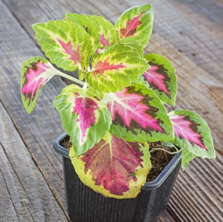 Green Pink Coleus - Heirloom, Non - Gmo Seeds