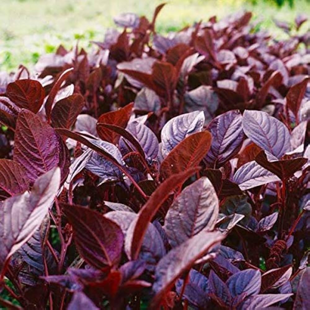 Laal Saag – Heirloom, Non-GMO, High Germination Organic Garden Seeds