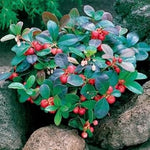 Red Gaultheria Fruit Heirloom Non Gmo Image