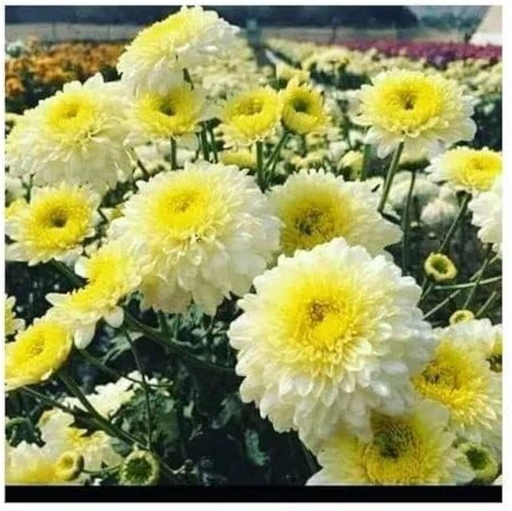 Colored chrysanthemum flower seeds for borders and gardens