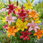 Mix Asiatic Lilies Flower Seeds for Planting - Heirloom and Non-GMO garden seeds Dhara Seeds