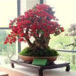 Pink Perennial Azalea Seeds for Planting – Heirloom, Non-GMO Seeds Dhara Seeds