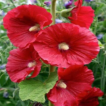 Holyhock Flower - Heirloom, Non - Gmo Seeds