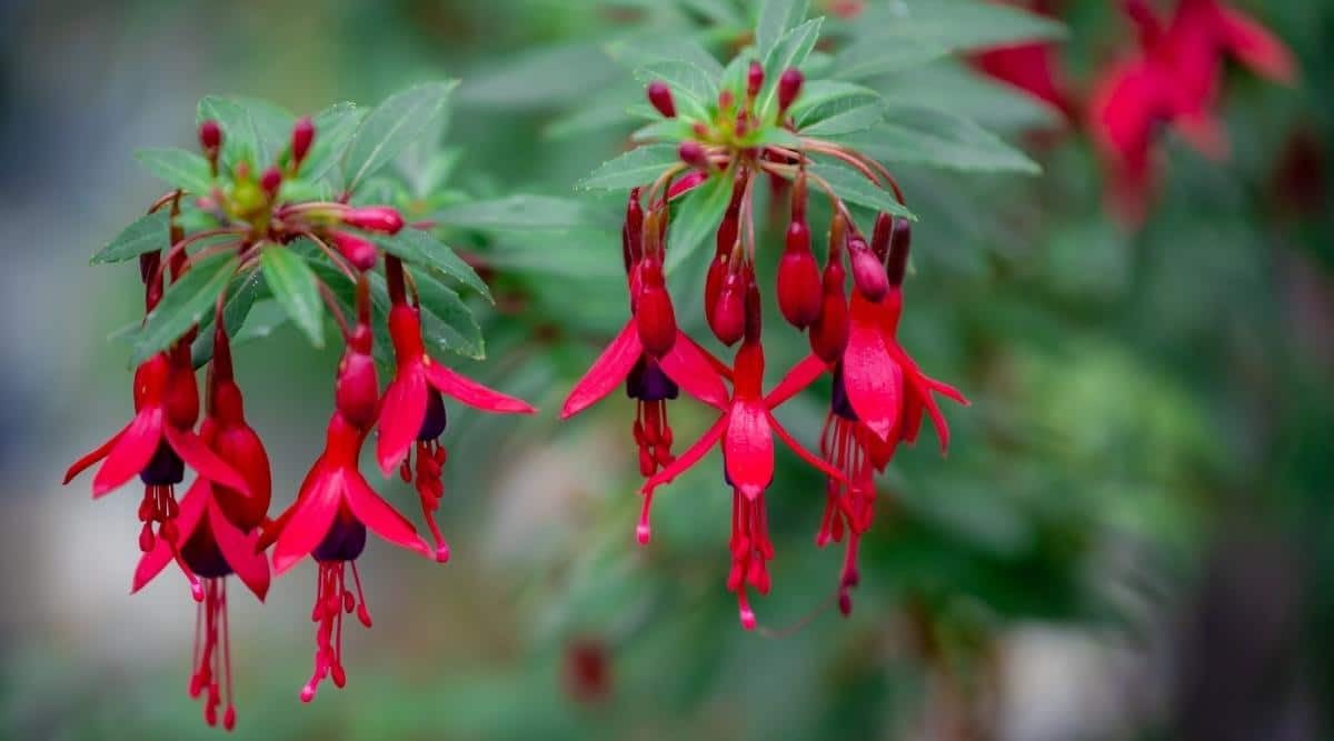 Bolivian Red Fuchsia – Fuchsia – for planting in flower bed