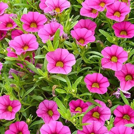 Pink Calibrachoa Flower - Heirloom, Non - Gmo Seeds
