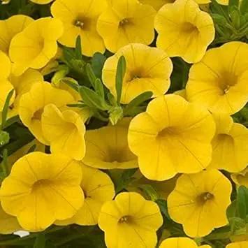 Yellow Calibrachoa Seeds for Planting – Organic, Heirloom, Non-GMO Flower Seeds Dhara Seeds