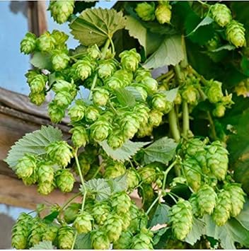Dark Green Humulus Lupulus Plant Seeds for Planting - 100 pcs