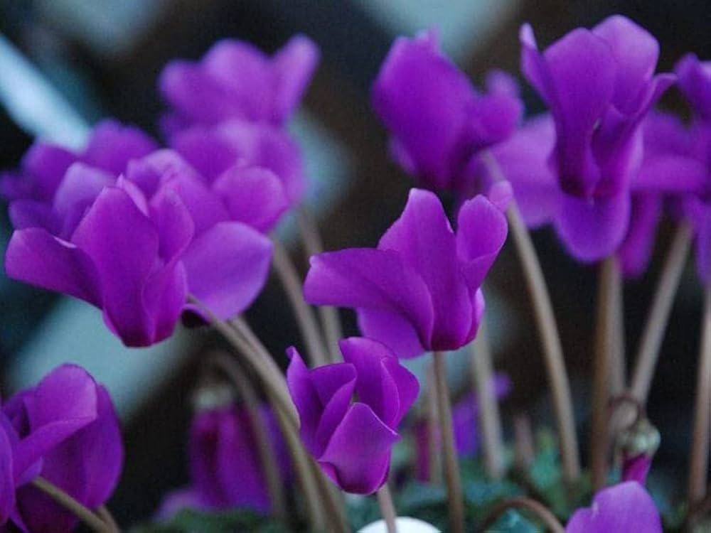 Purple Cyclamen Flower Seeds - 100 pcs