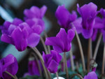 Purple Cyclamen Flower Seeds - 100 pcs for planting in your garden.
