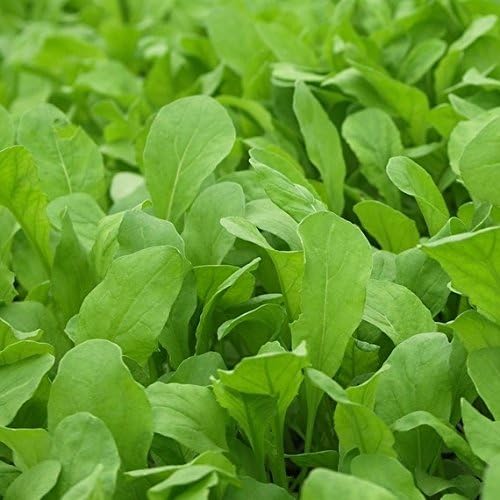Arugula Eruca vesicaria vegetable seeds for planting in kitchen garden or indoor containers
