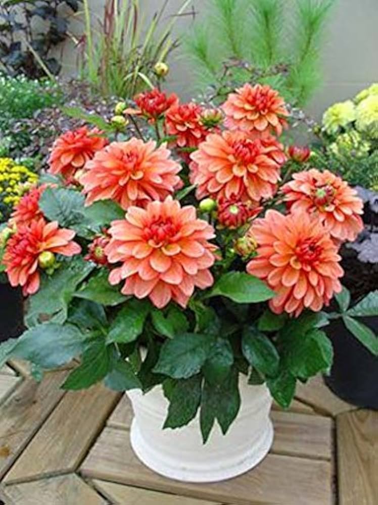 Dahlia Flowers Mini Bonsai Seeds HausGarden