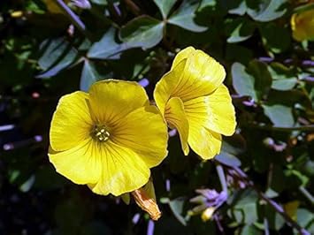 Yellow Bermuda Buttercup Flower Seeds for Planting - 100 pcs