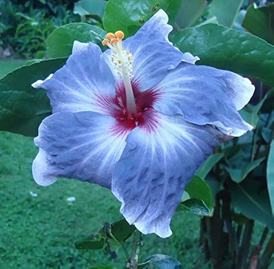 Blue Creme White Hibiscus Flower Seeds Exotic Giant Variety for Ornamental Planting