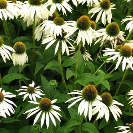 Echinacea Flower - Heirloom, Non - Gmo Seeds