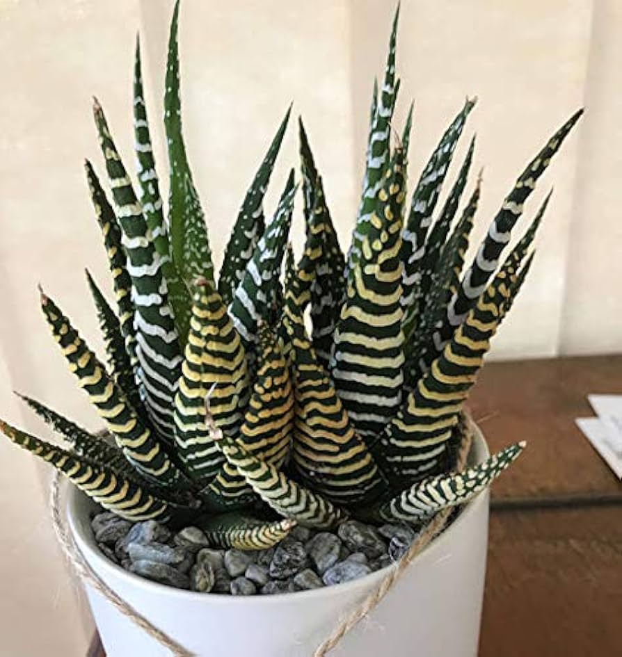 Fresh Edible Aloe Vera Plant Seeds for Planting SkyBlue