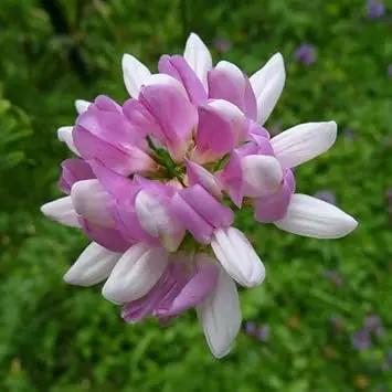 Purple Coronilla Flower Seeds for Planting - NON GMO Seeds Dhara Seeds