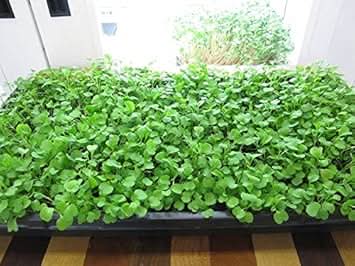 Rucola Eruca vesicaria seeds for garden planting