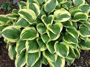 E Hosta Yellow Green Heirloom Non Gmo Image