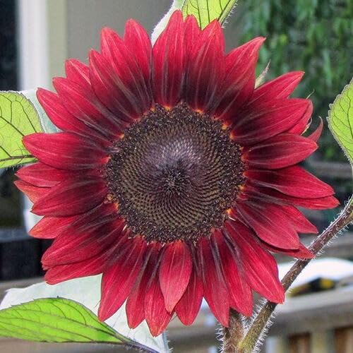 Red Sunflower - Heirloom, Non - Gmo Seeds