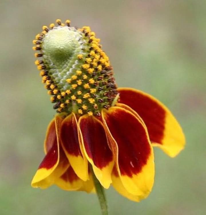 Ratibida Flower Seeds for Planting – Hardy Native Wildflower Blooms