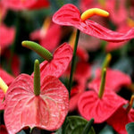 Pink Anthurium (Anthurium andraeanum) for planting in indoor gardens