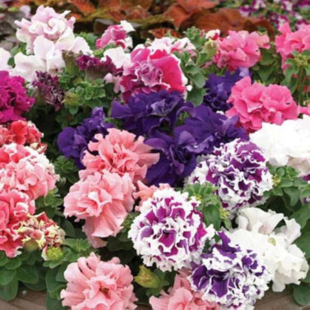 Double Petunia Flower Seeds (Purple-White) – Fresh Seeds for Planting Stunning Double Petunias