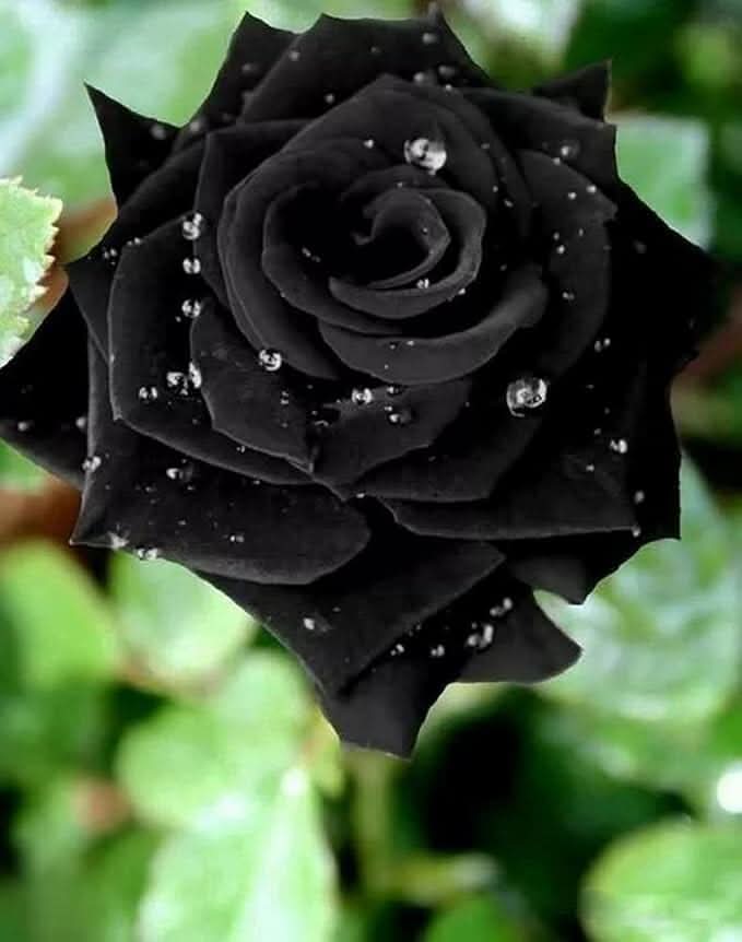 Chinese Black Rose Chinensis Flower Seeds for Planting in Backyard Gardening and Gift Gardens