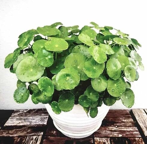 Green Centella Asiatica - Heirloom, Non - Gmo Seeds