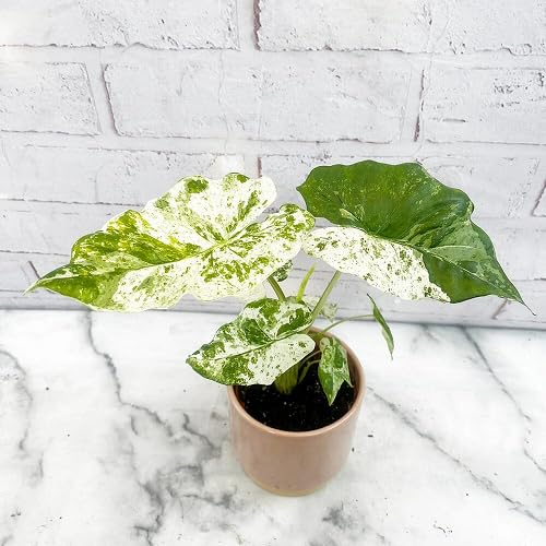 Green White Alocasia Macrorrhiza - Heirloom, Non - Gmo Seeds
