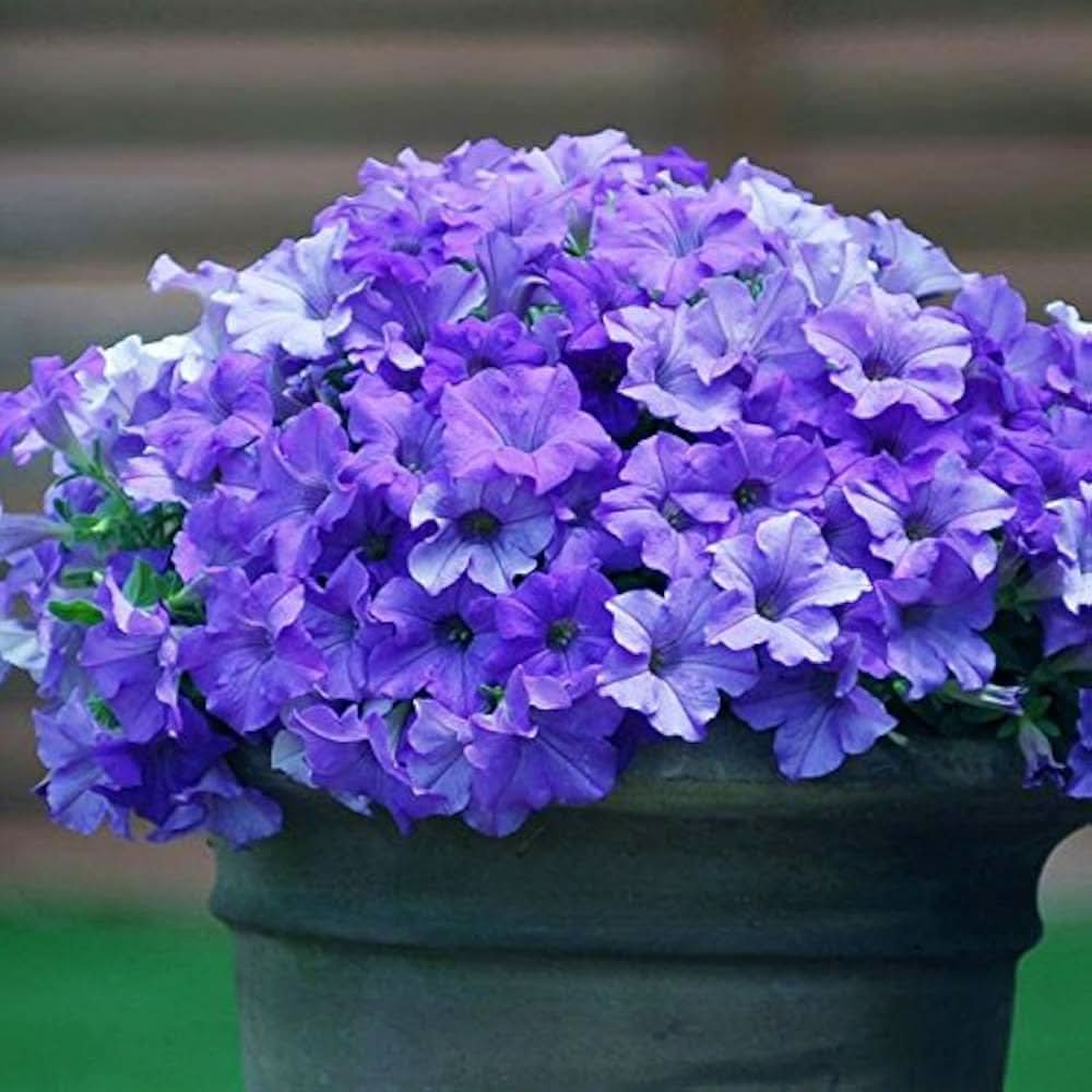 Blue Petunia Hybrida Flower Seeds for Planting in balcony garden pots and vertical containers