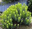 Tropical Spurge (Euphorbia spp.) for planting in urban garden