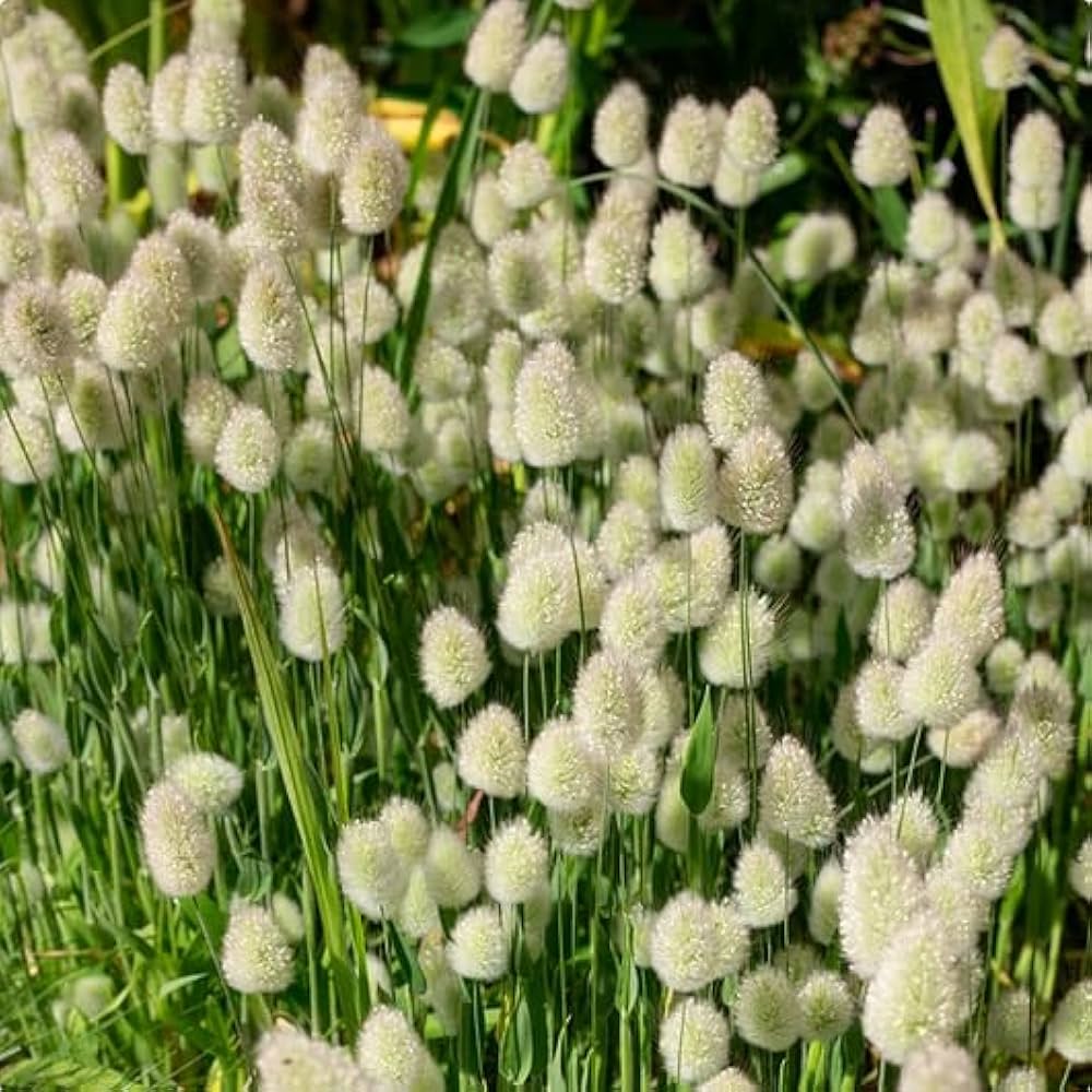 Bunny Tails Grass Seeds for Planting Lagurus ovatus for decorative gardens and flower beds