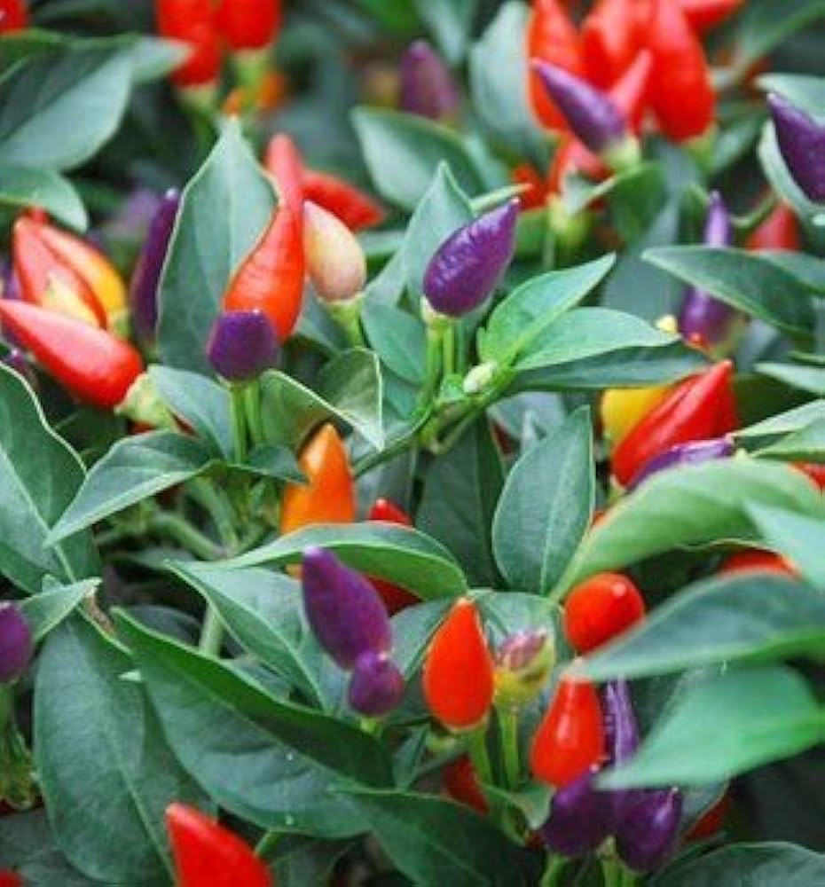Pepper Capsicum Annuum Ornamental Chili Bonsai Vegetable Seeds for Planting – Ideal for Indoor Pots and DIY Gardening