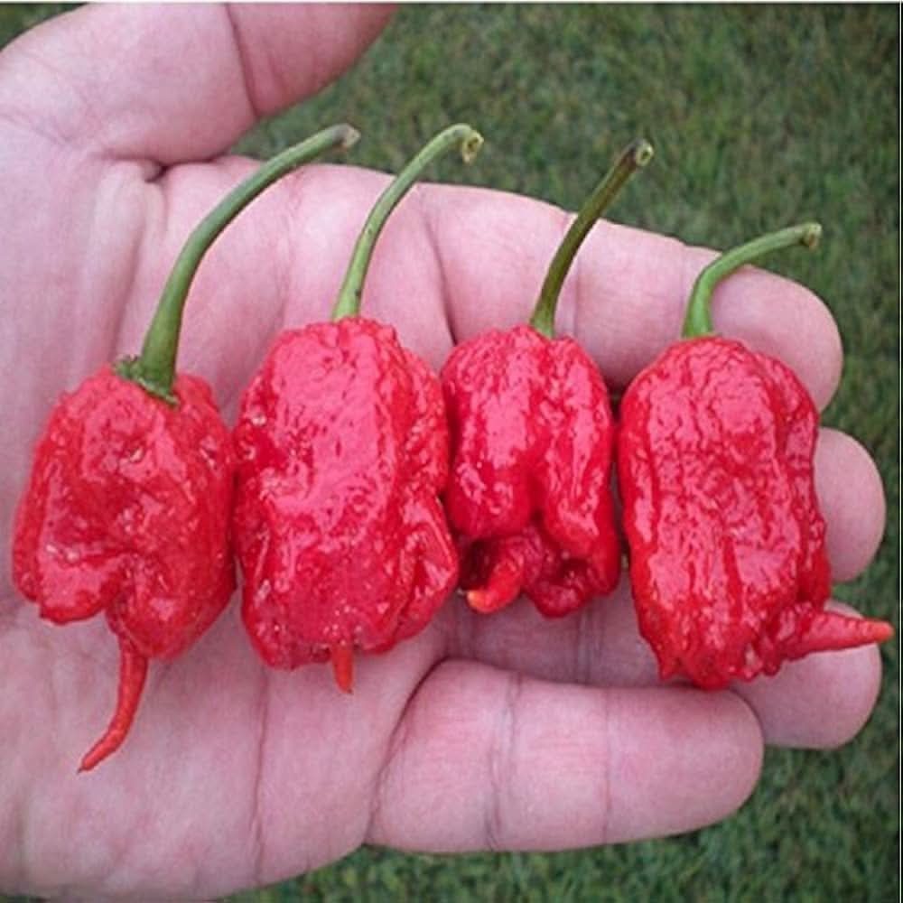 Carolina Reaper Red Pepper Seeds, Organic Hot Chili