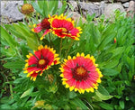 Yellow Red Aristata Flower Seeds for Planting - NON GMO Seeds Dhara Seeds