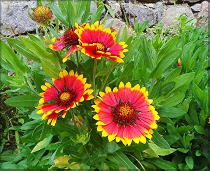 Yellow Red Aristata Flower Seeds for Planting - NON GMO Seeds Dhara Seeds