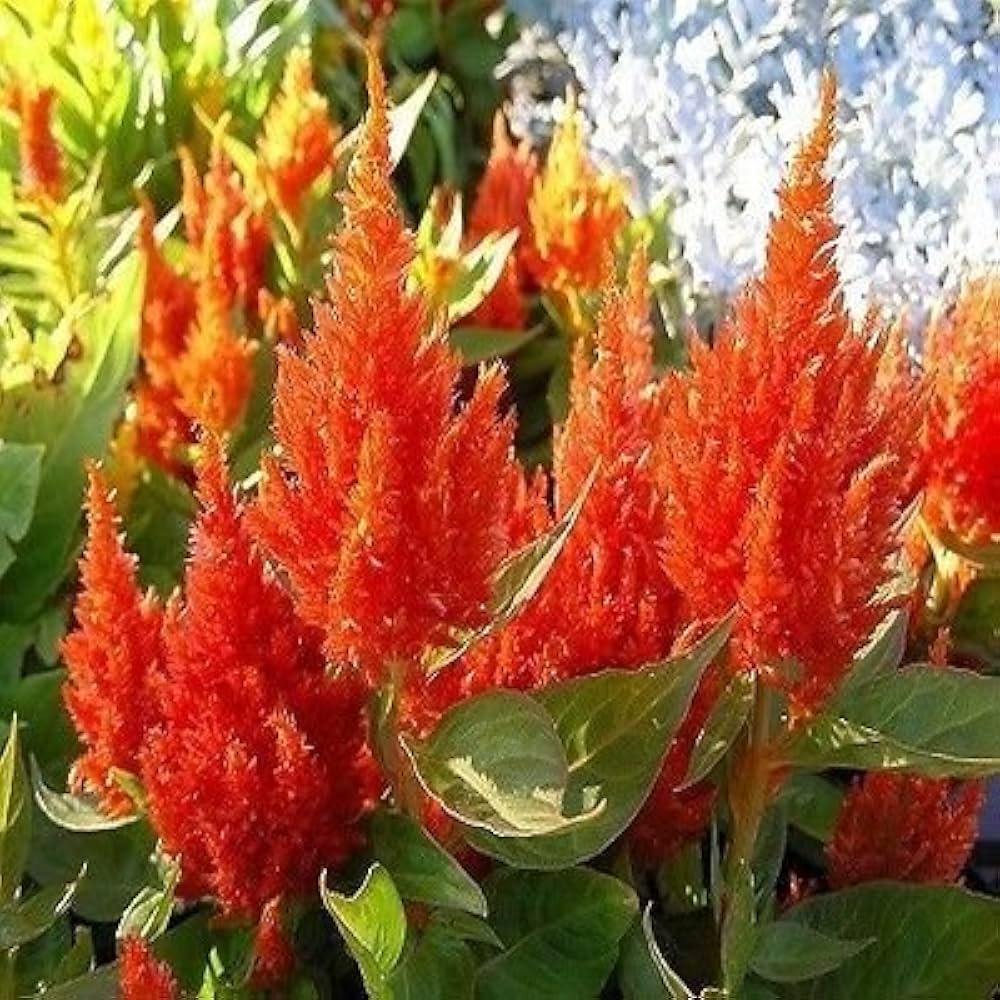 Scarlet Flower Ipomoea hederifolia Seeds for Planting in Flower Bed and Garden