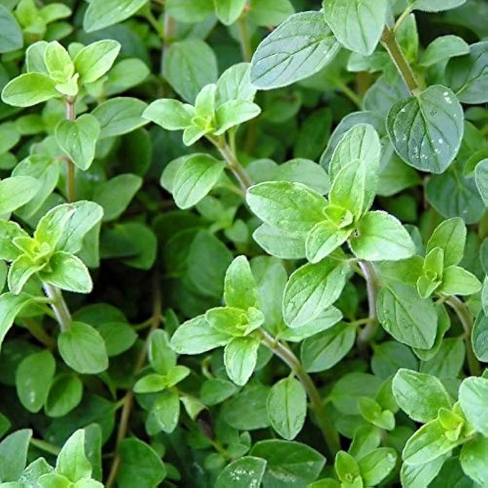 Oregano Seeds (Organic) - Italian