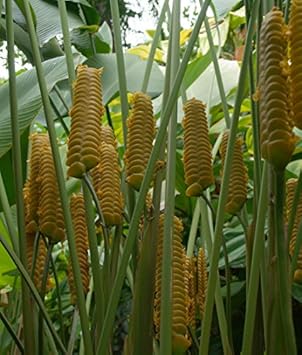 Yellow Calathea Crotalifera Plant Seeds for Planting,Heirloom & Non-GMO Seeds for planting in your garden.