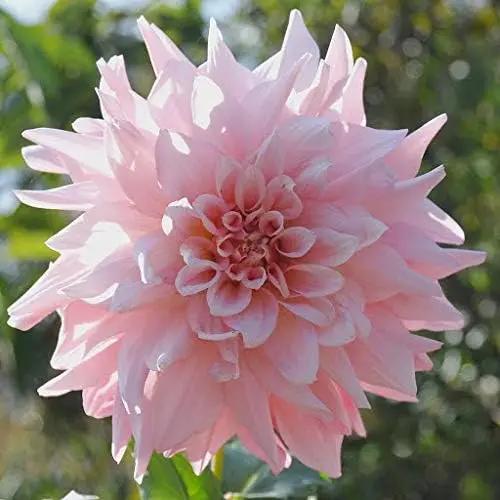 Heirloom Light Pink Dahlia Flower Seeds for Planting – Non-GMO, Stunning Blooming Flower Seeds Dhara Seeds