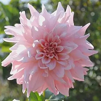 Heirloom Light Pink Dahlia Flower Seeds for Planting – Non-GMO, Stunning Blooming Flower Seeds Dhara Seeds