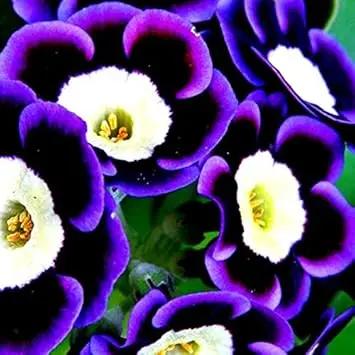 Blue Phantom Petunia Flower Seeds for Planting - Heirloom, NON-GMO, Easy-to-Grow Garden Blooms Dhara Seeds