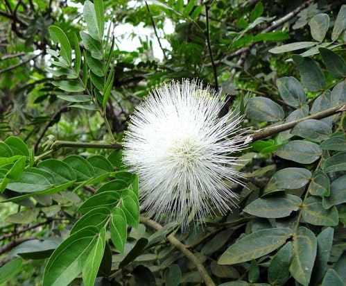 White Calliandra Flower - Heirloom, Non - Gmo Seeds