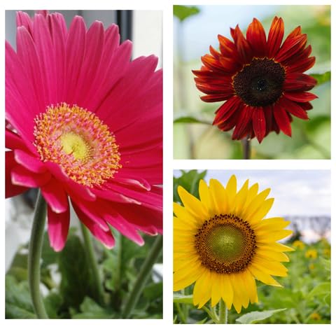 Mixed Sunflower Flower - Heirloom, Non - Gmo Seeds